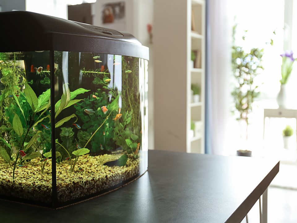 Cara membuat aquascape