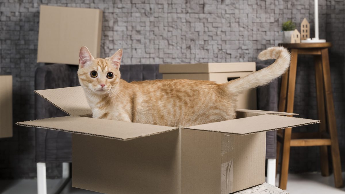 kebutuhan sebelum mengadopsi kucing