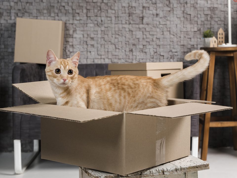 kebutuhan sebelum mengadopsi kucing
