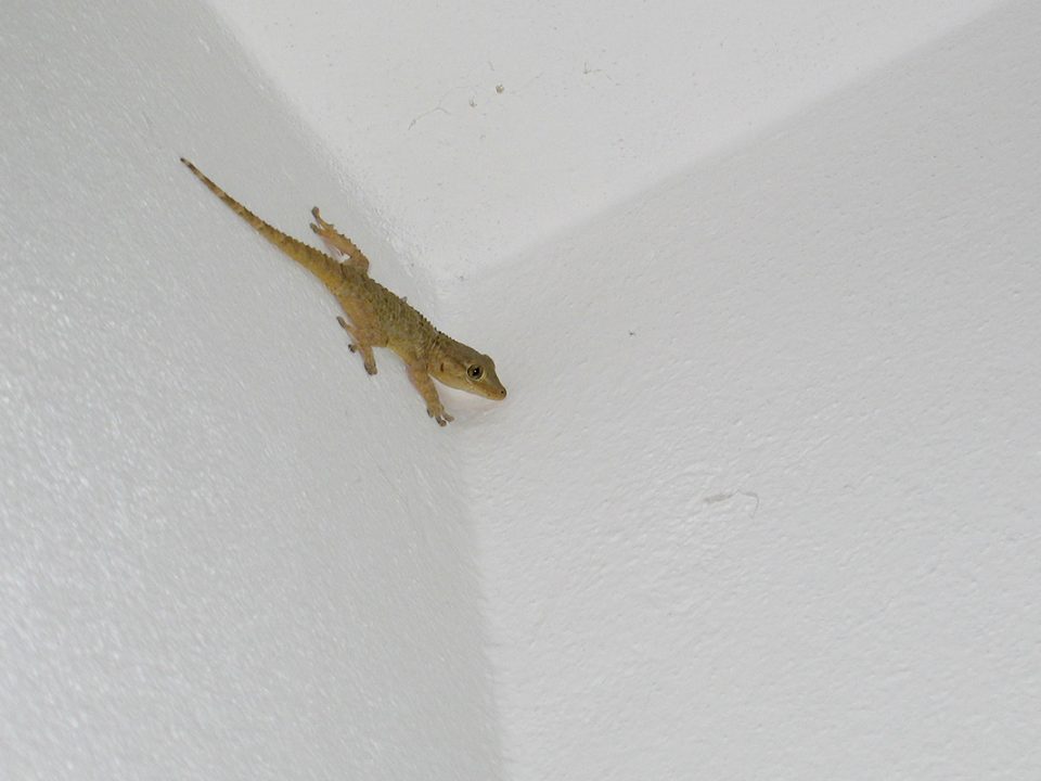 Mengusir cicak di rumah