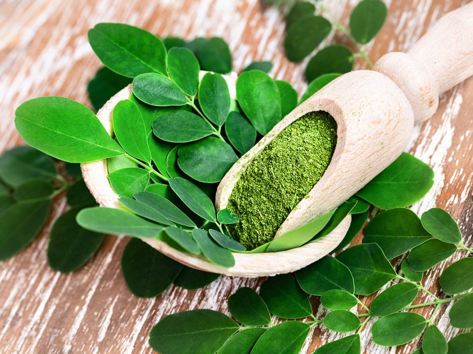 Manfaat daun kelor