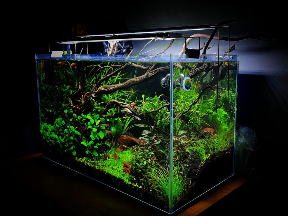 rekomendasi tanaman aquascape
