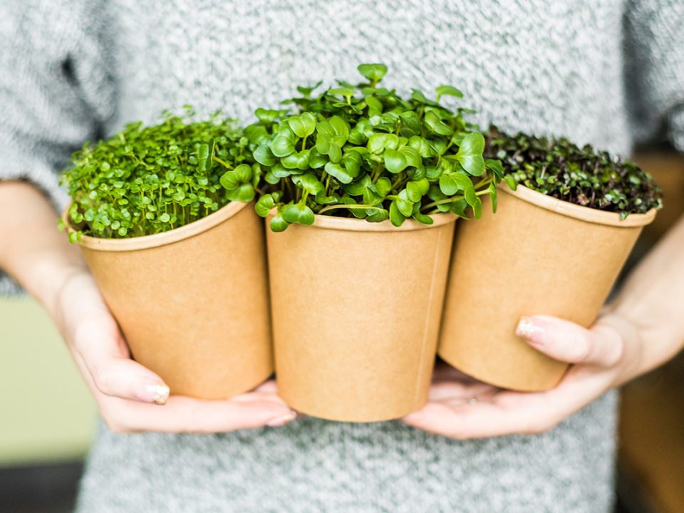 Teknik microgreen