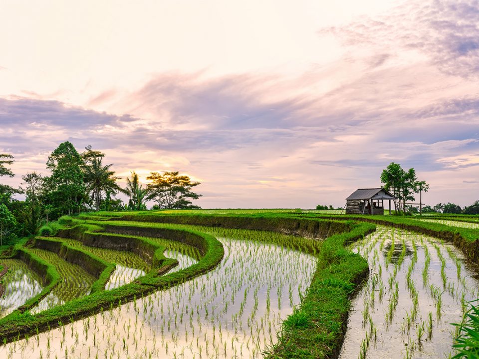 subak