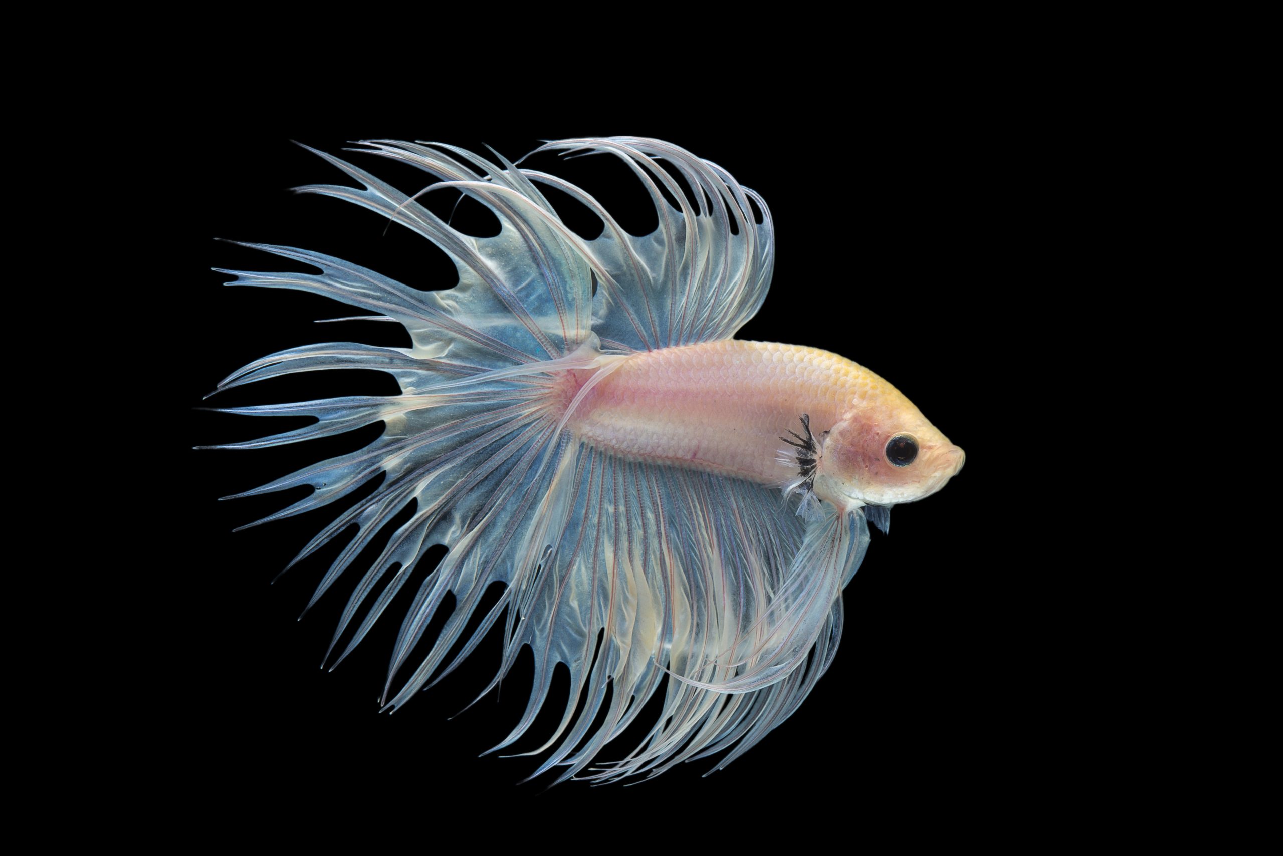 Ikan hias air tawar