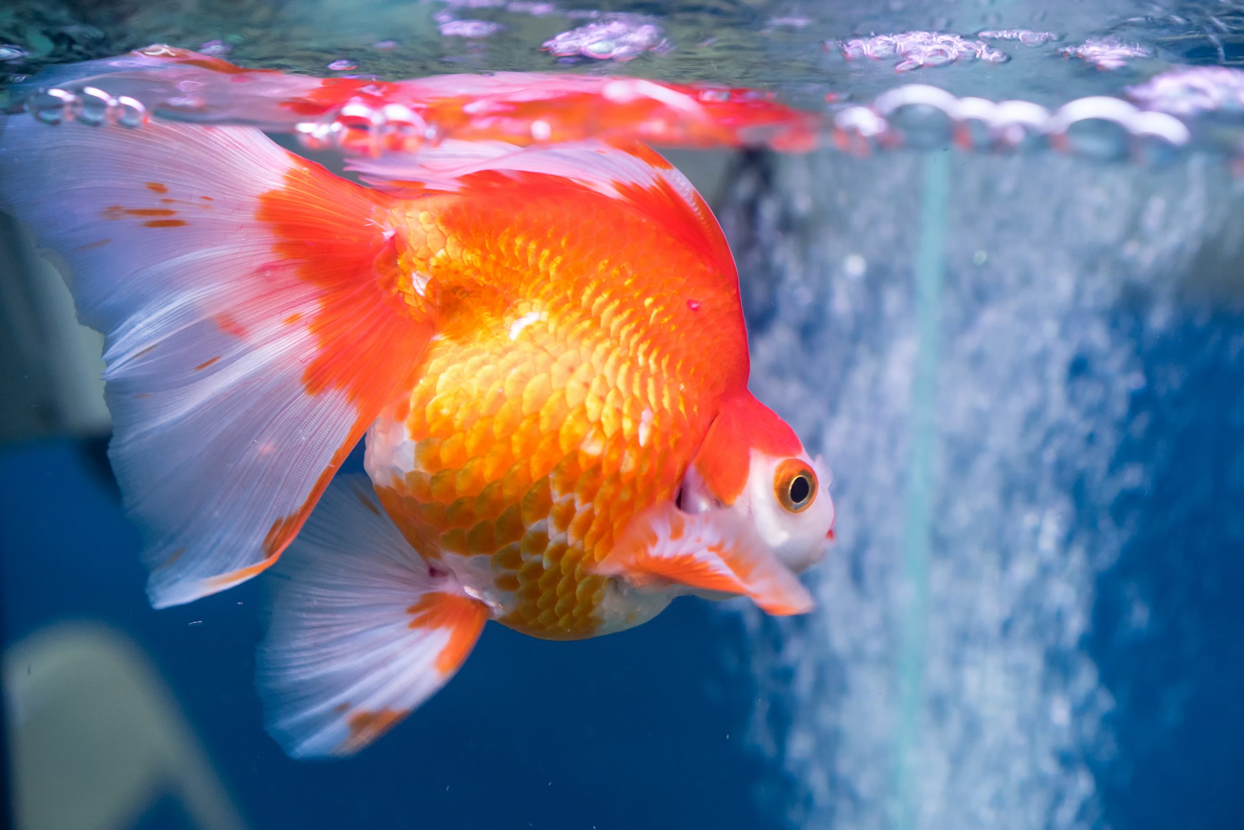 Jenis ikan hias ikan koki