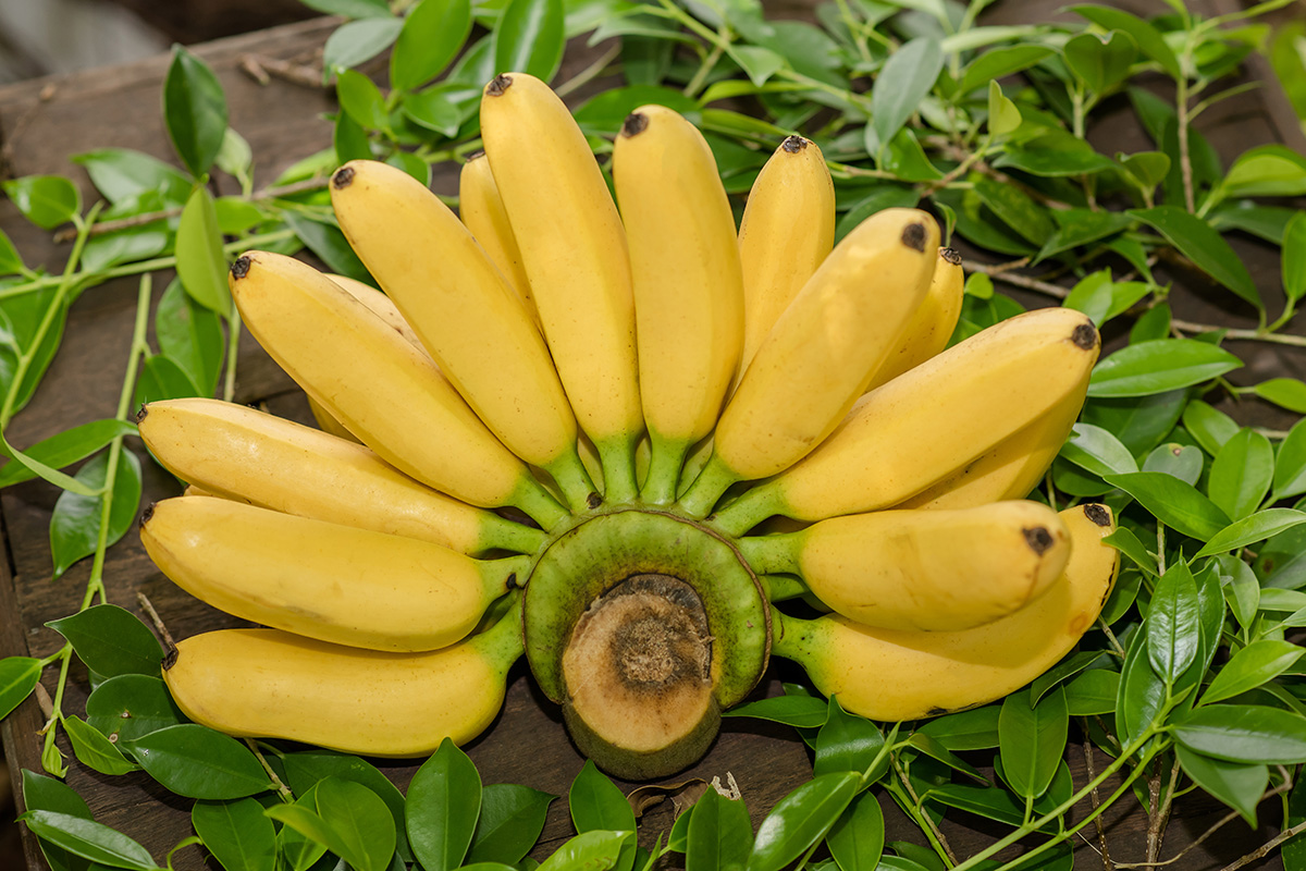 Buah pisang