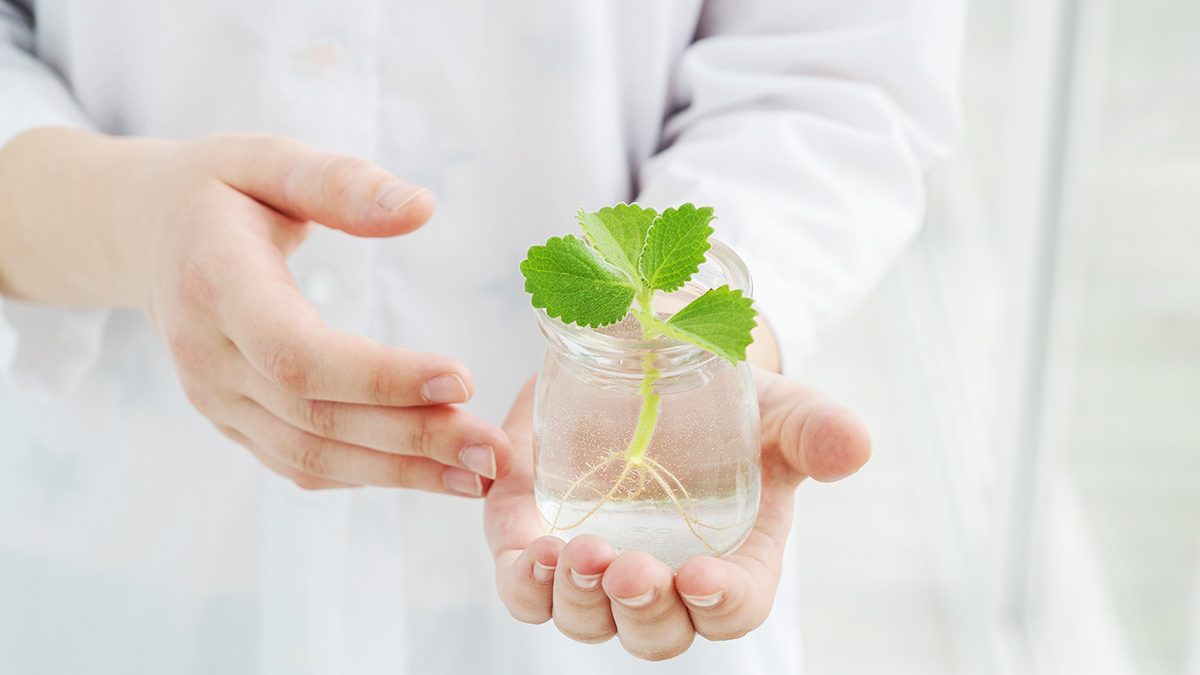 menanam daun mint