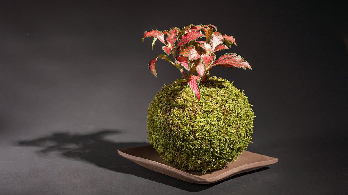 Kokedama