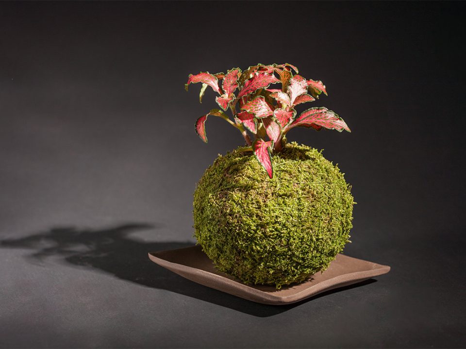 Kokedama