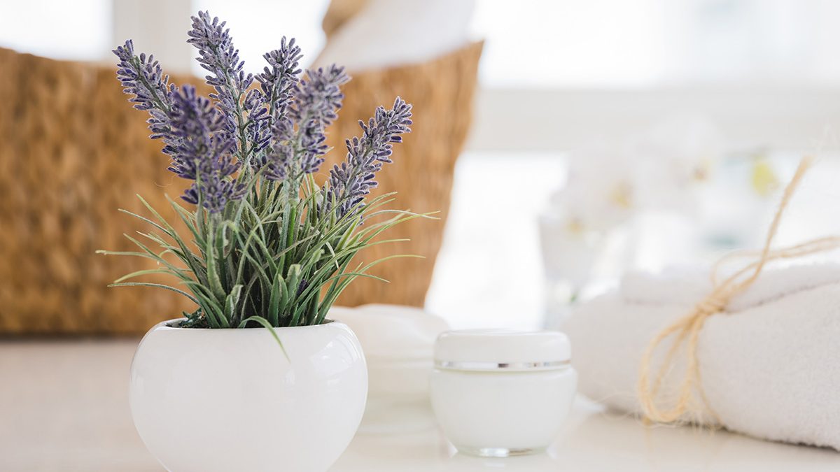 Lavender mengusir lalat