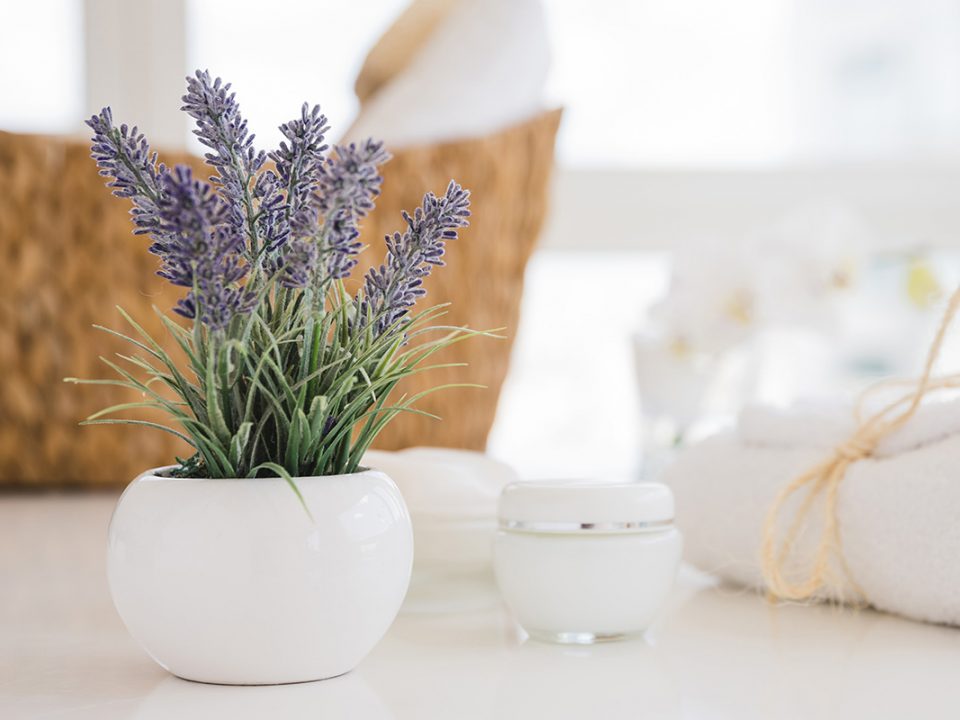 Lavender mengusir lalat