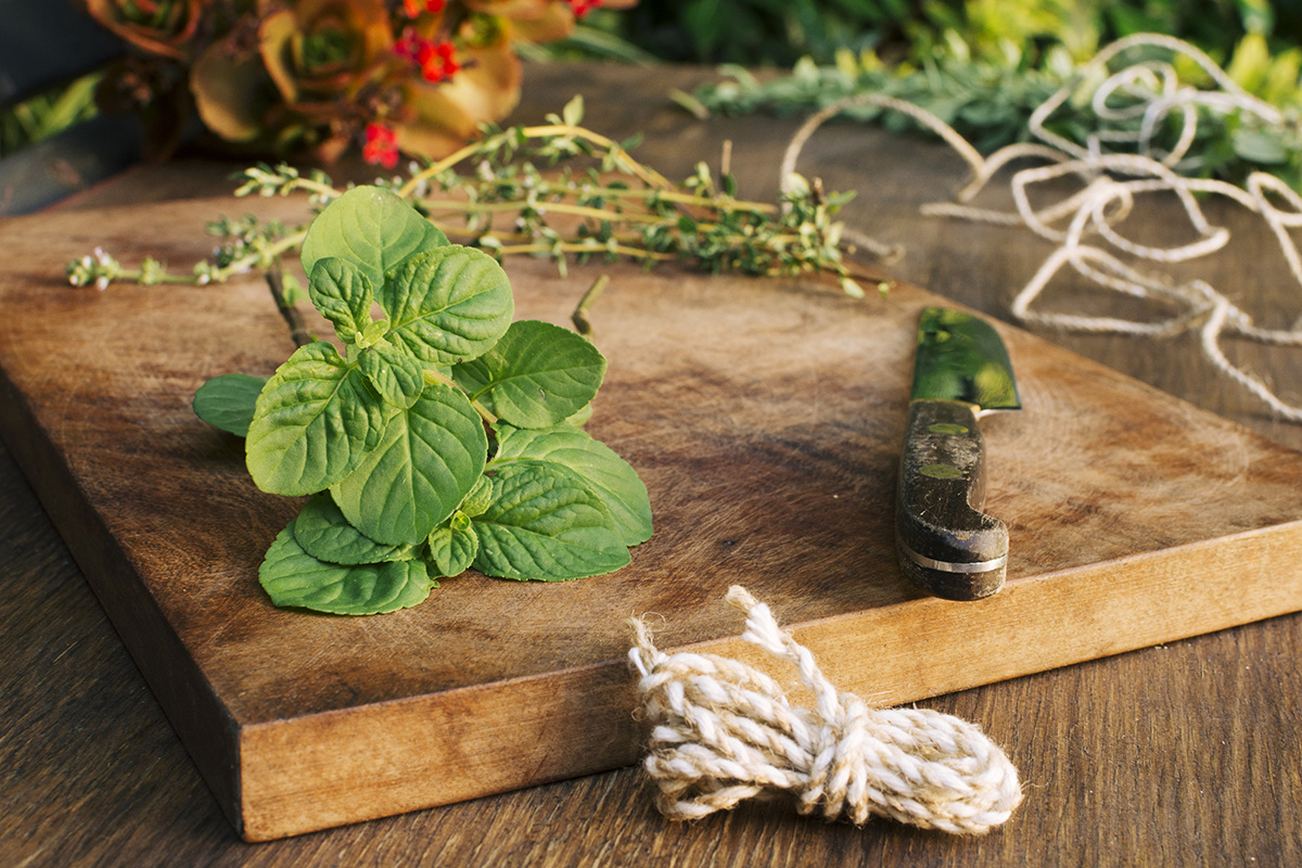 menanam daun mint
