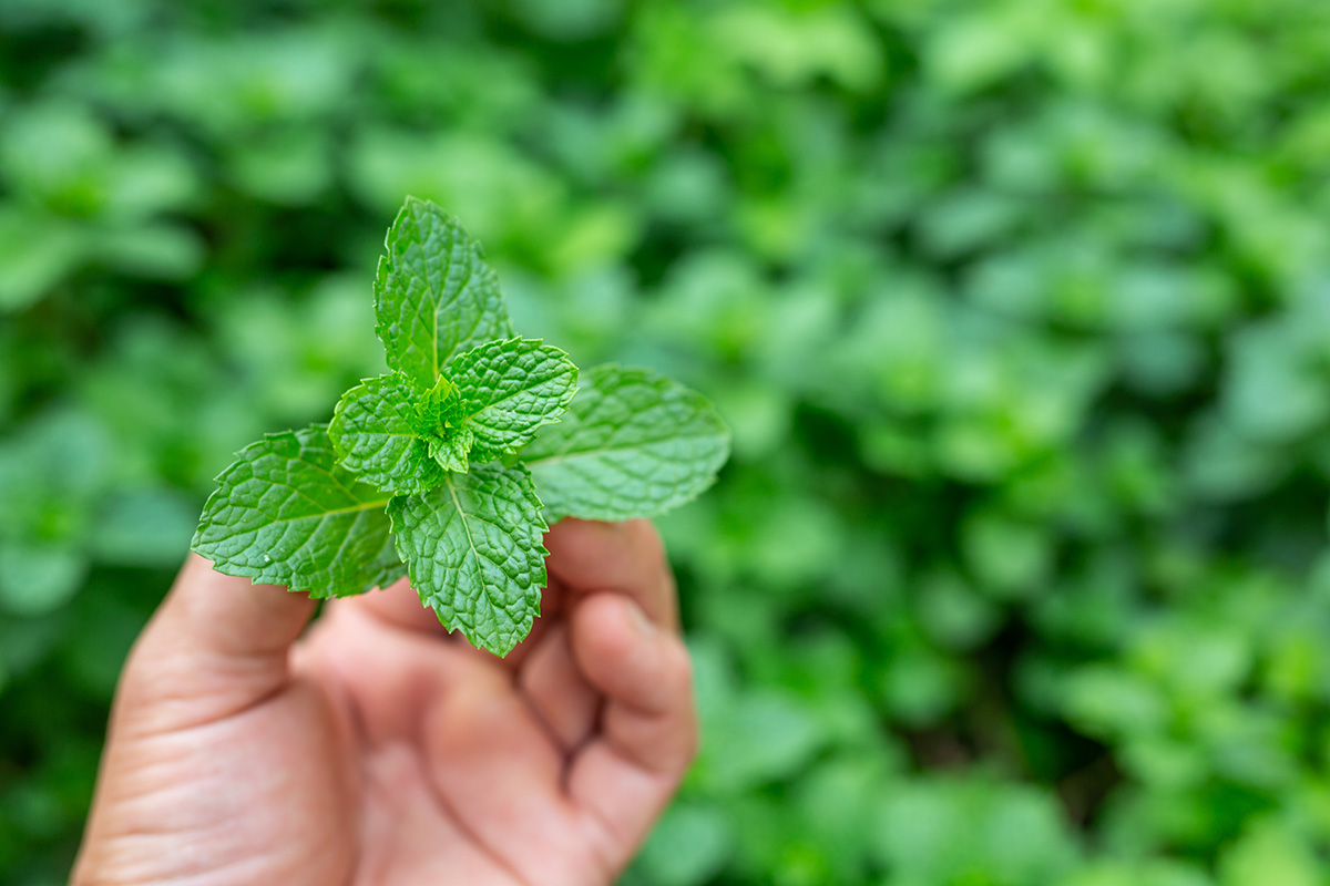 Daun mint untuk pengusir nyamuk