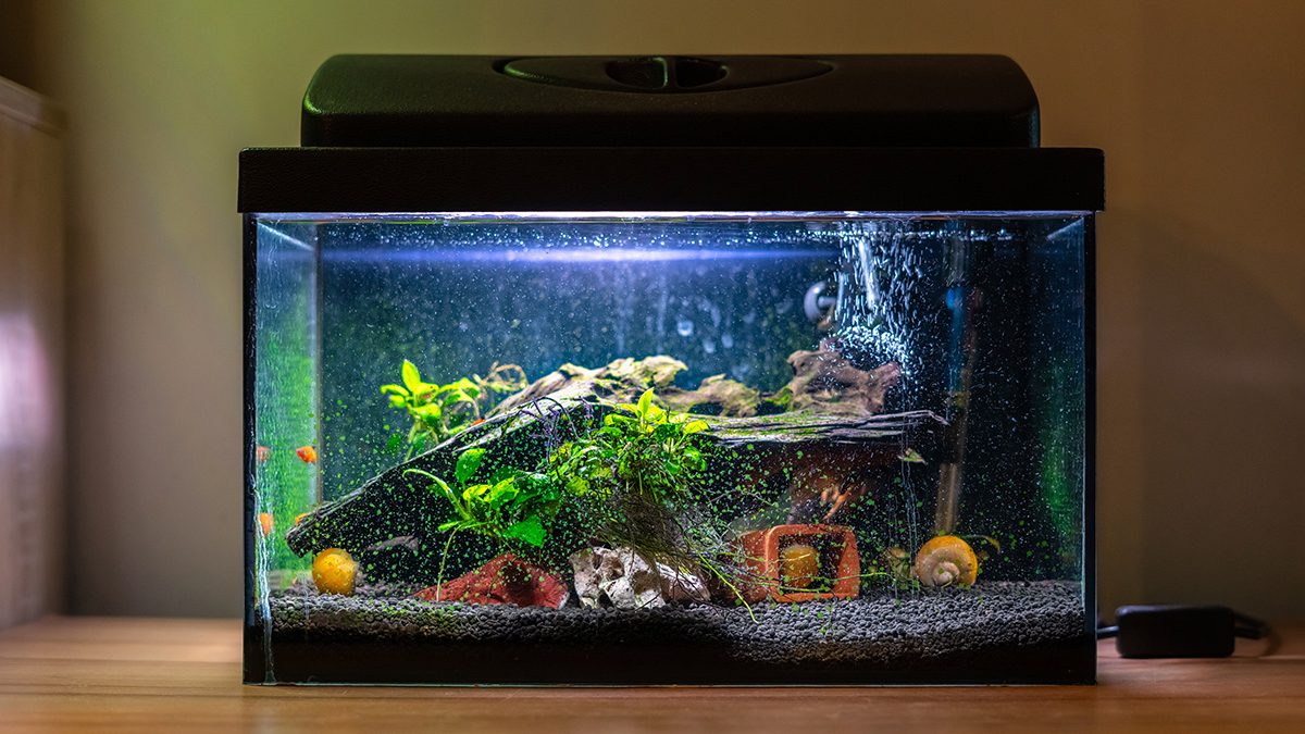 hiasan aquarium