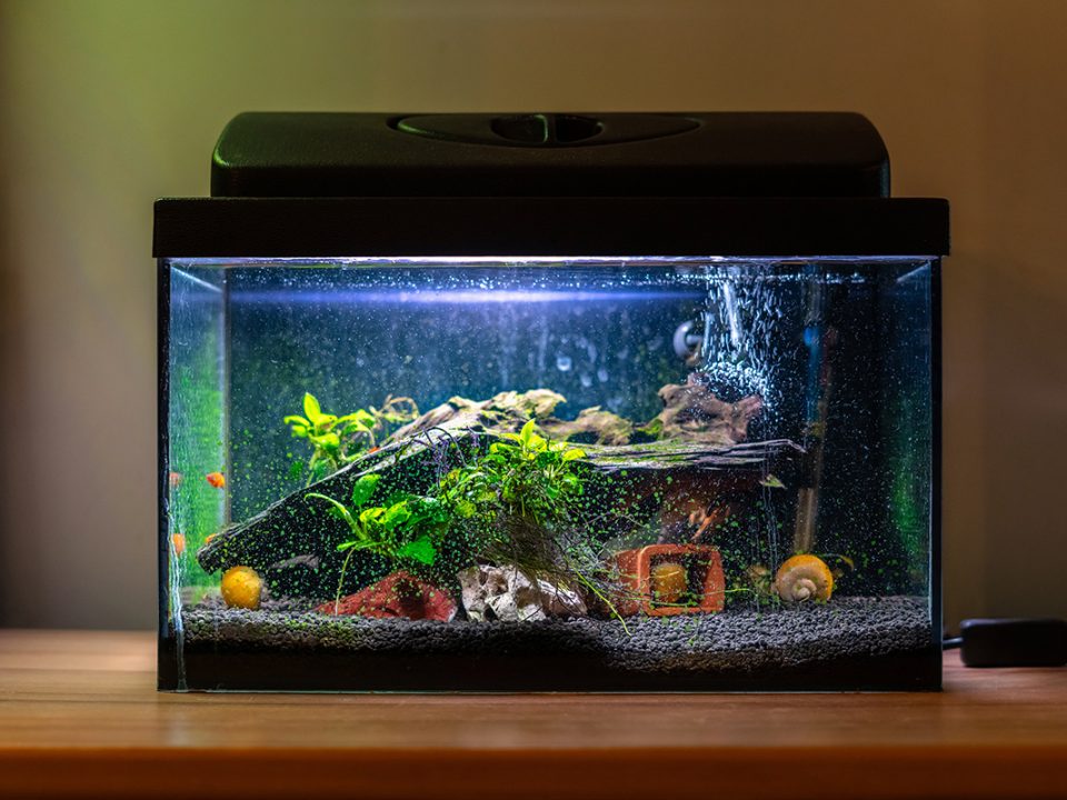 hiasan aquarium