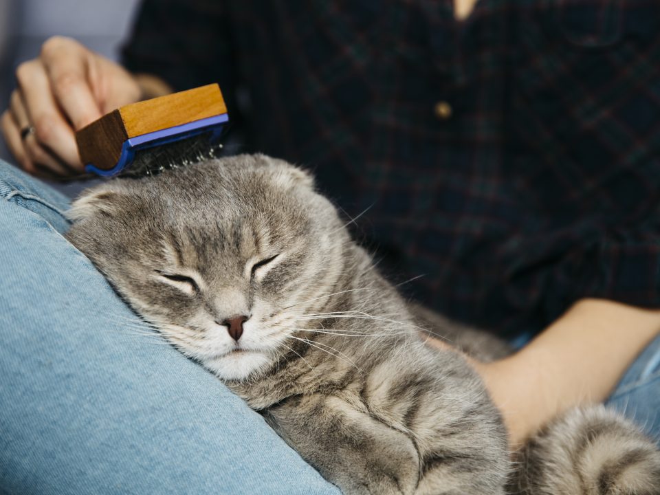 Tips merawat kucing