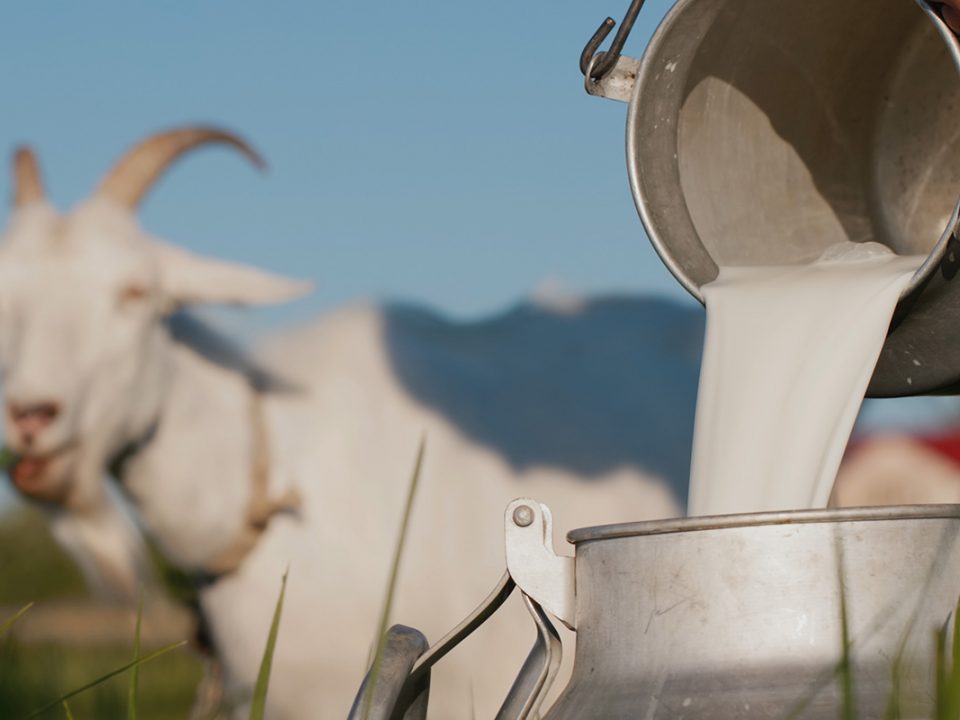 Manfaat susu kambing
