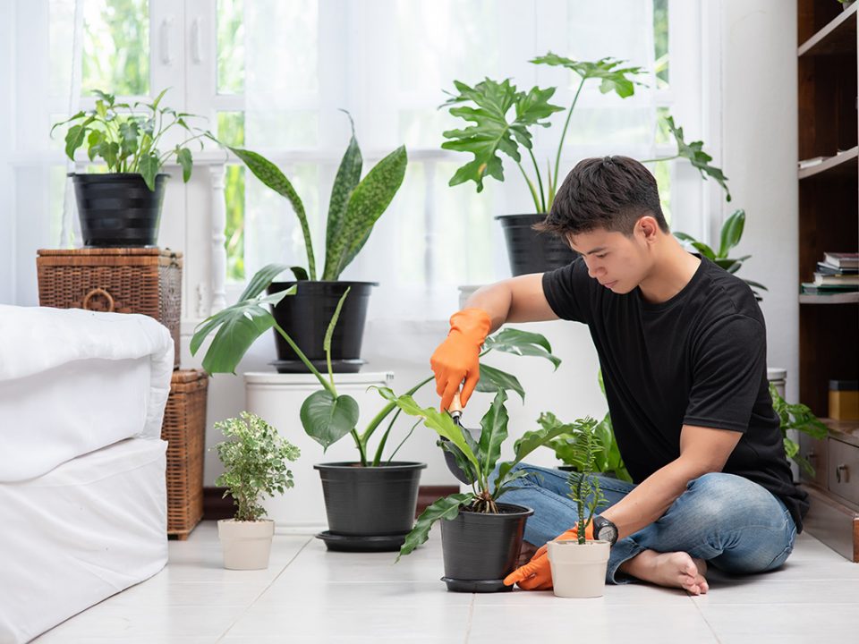 Cara merawat tanaman dalam ruangan