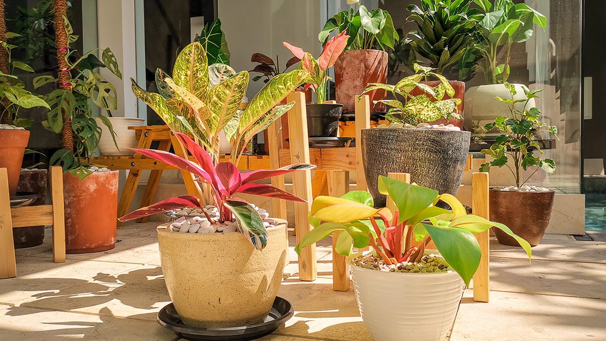 Tanaman hias indoor aglonema