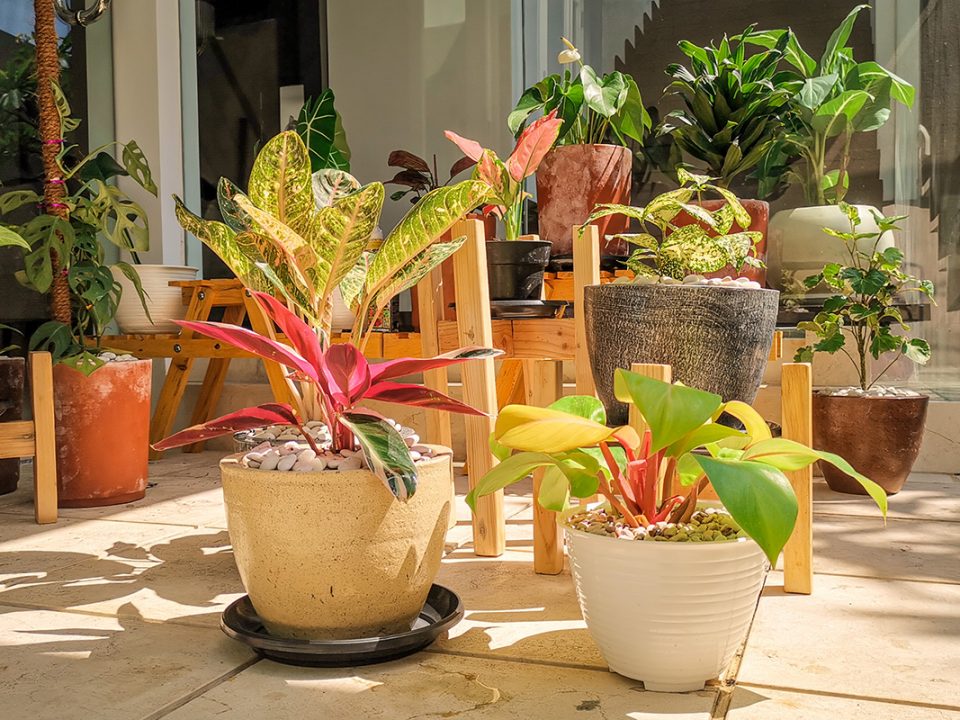 Tanaman hias indoor aglonema