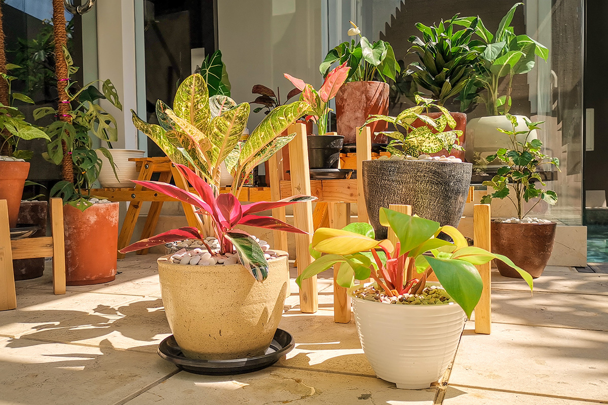 Tanaman hias indoor aglonema