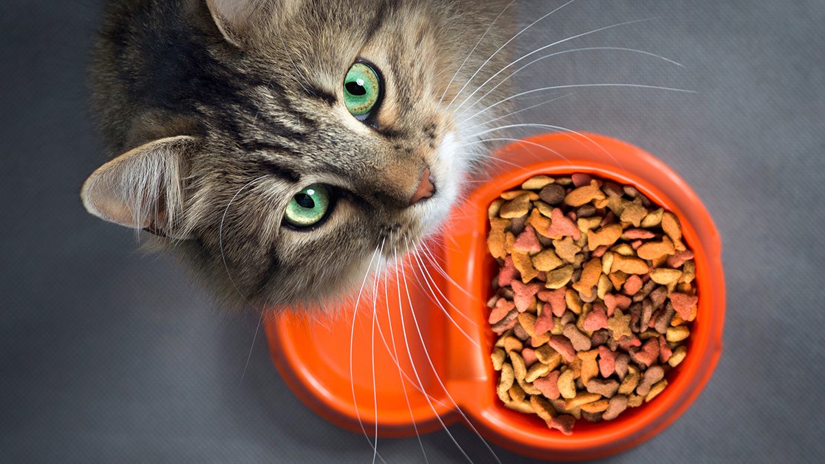 makanan kucing terbaik