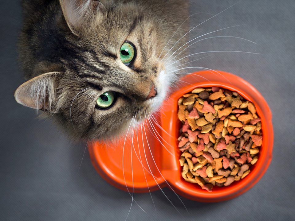 makanan kucing terbaik