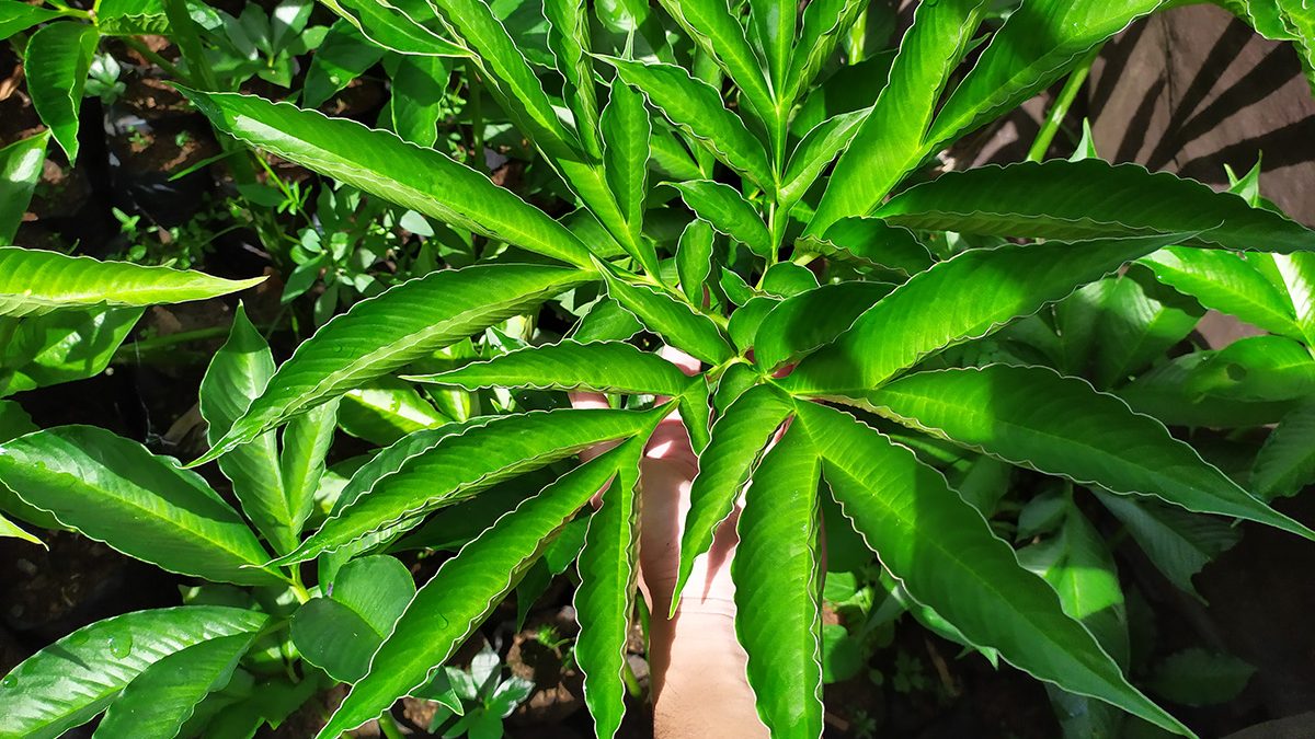 tanaman porang