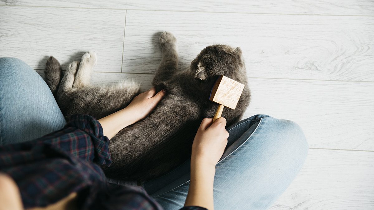 cara membasmi kutu kucing
