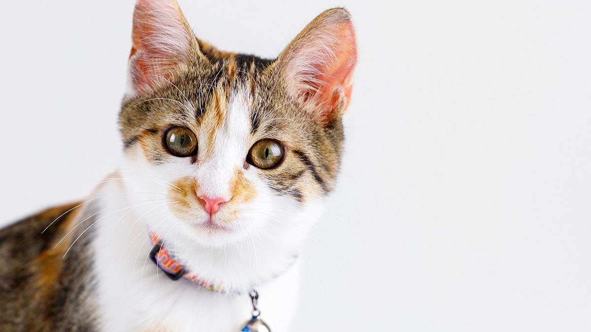 kalung kucing