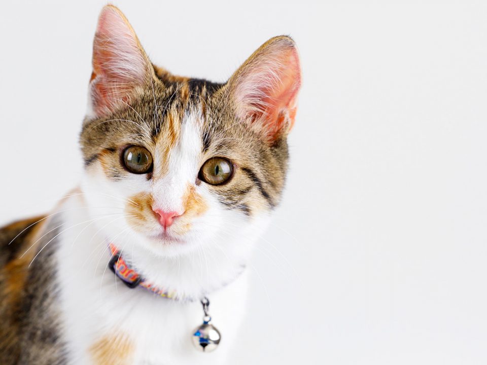 kalung kucing