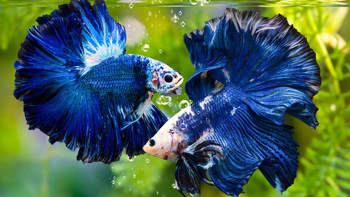 Ikan cupang jenis ikan hias