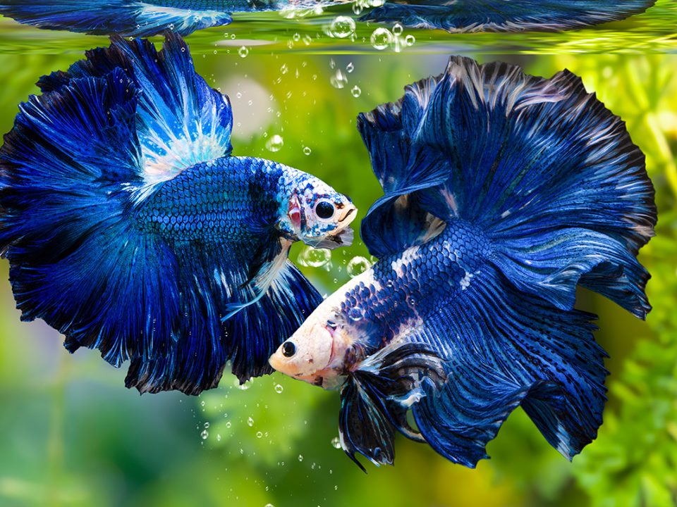 Ikan cupang jenis ikan hias
