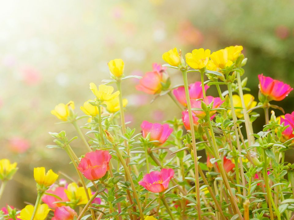 bunga krokot