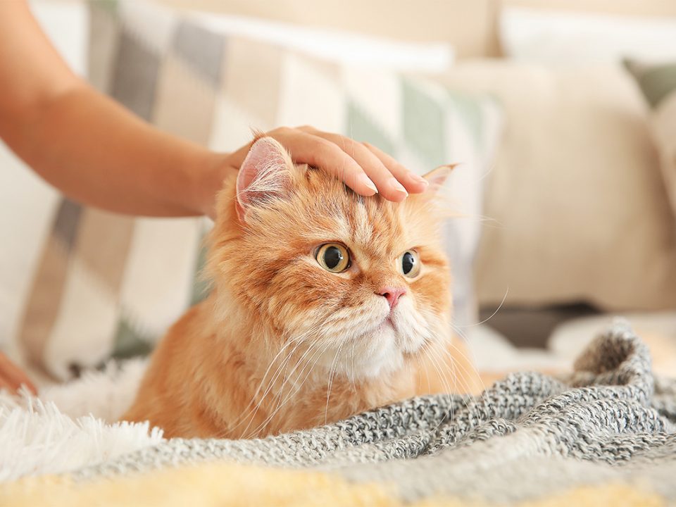 Ras kucing