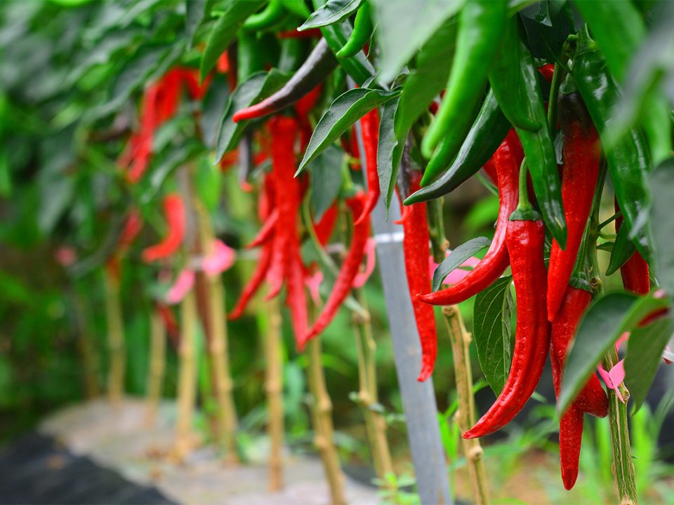 Cara Menanam Cabe