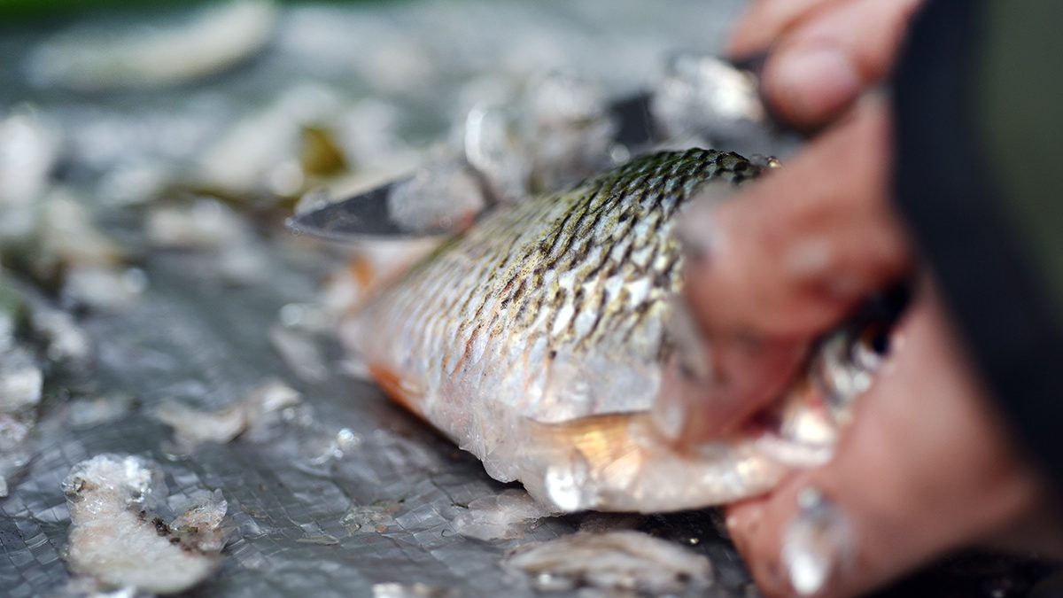 Cara Membersihkan Ikan