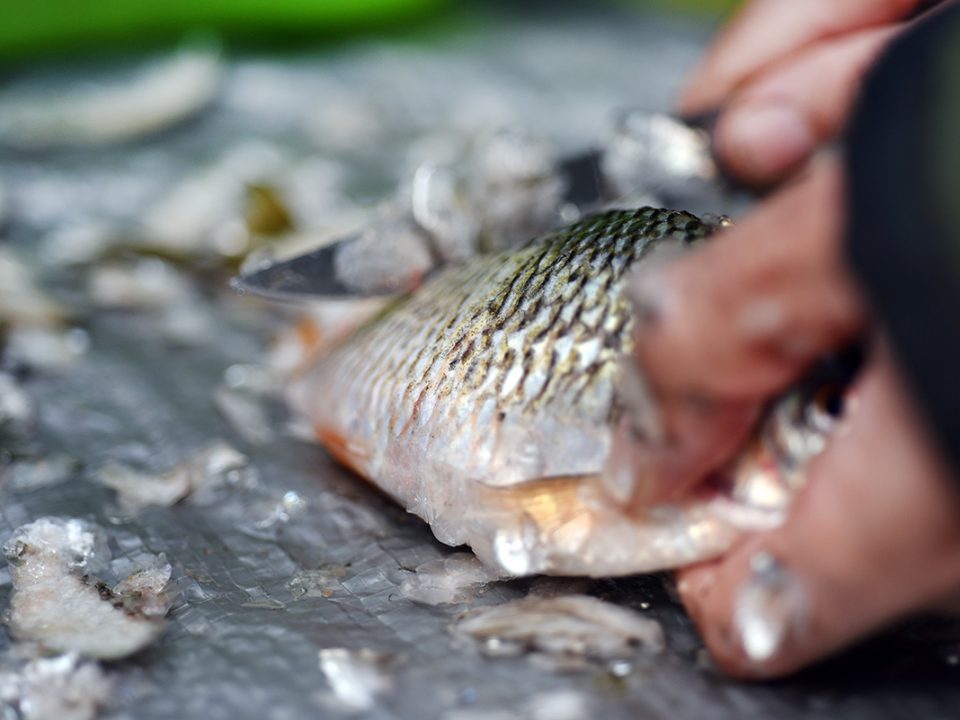Cara Membersihkan Ikan