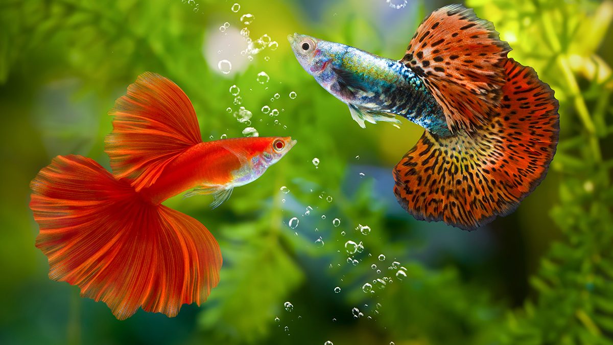 Jenis Ikan Guppy