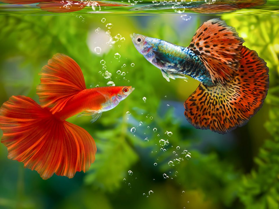 Jenis Ikan Guppy