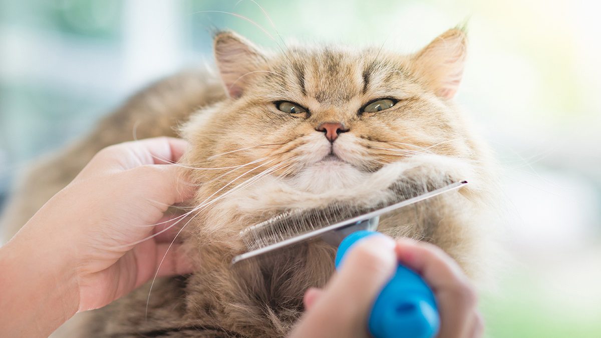 Merawat Kucing Persia