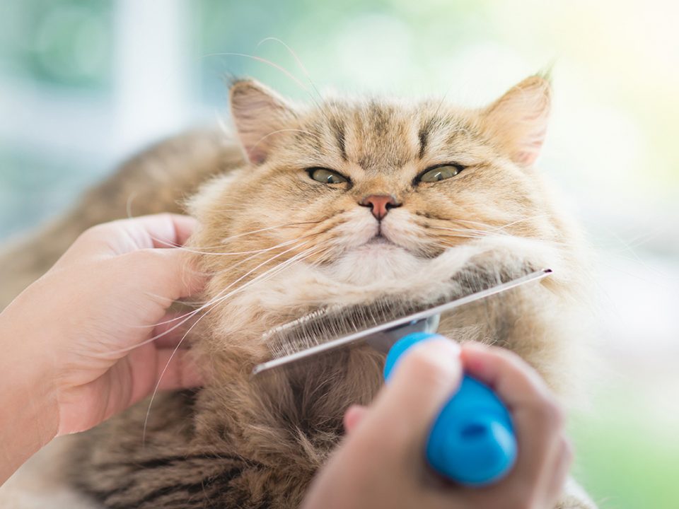 Merawat Kucing Persia