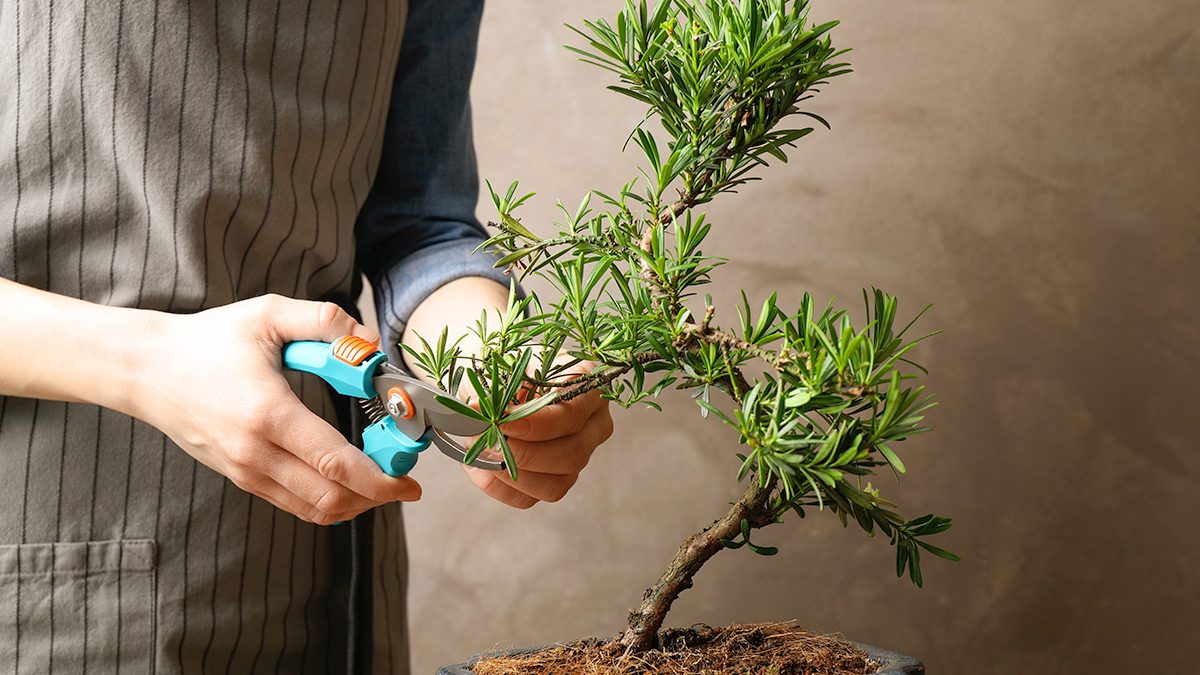 Tanaman Bonsai