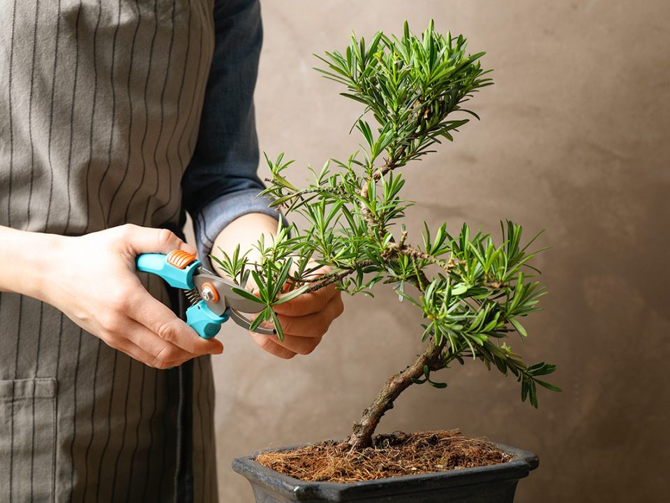Tanaman Bonsai