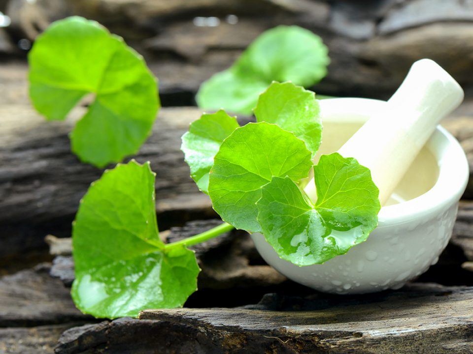 Centella Asiatica