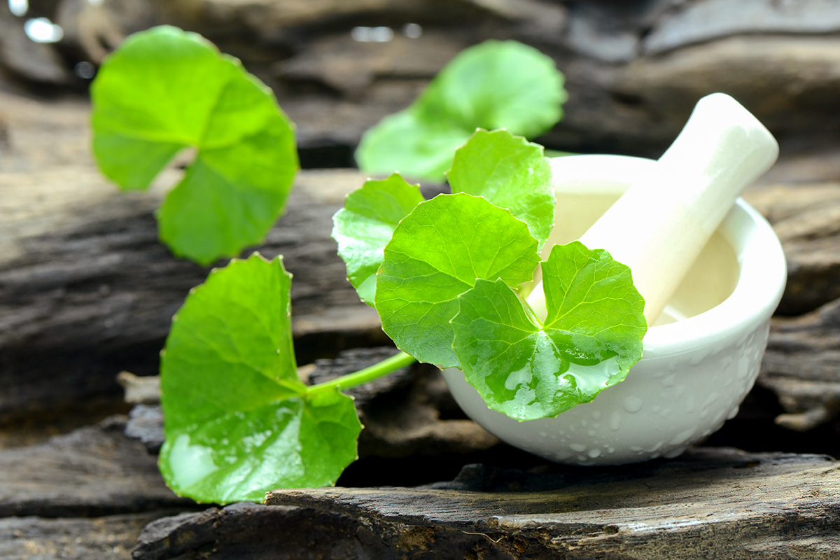 Centella Asiatica