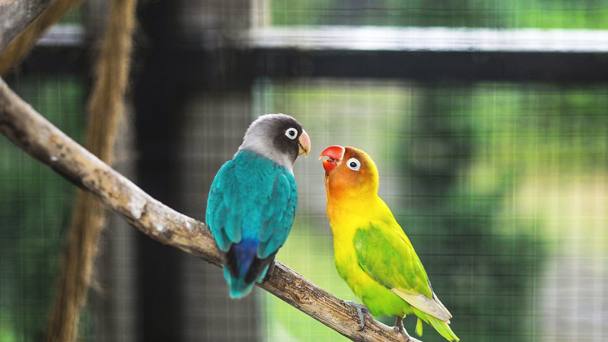 Cara Merawat Lovebird