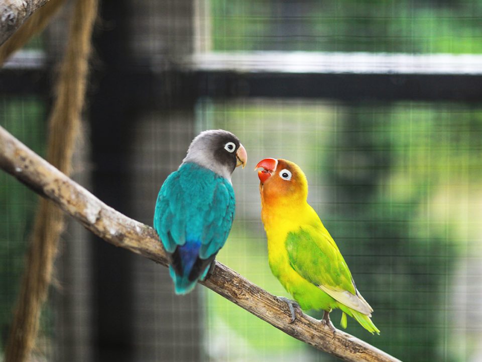 Cara Merawat Lovebird
