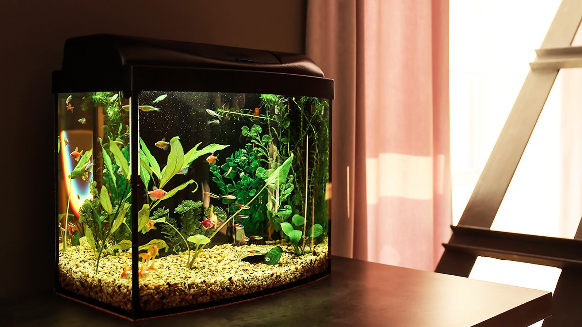 Ikan Aquascape